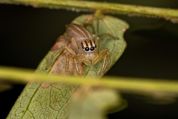 Aranha de salto macho pequena