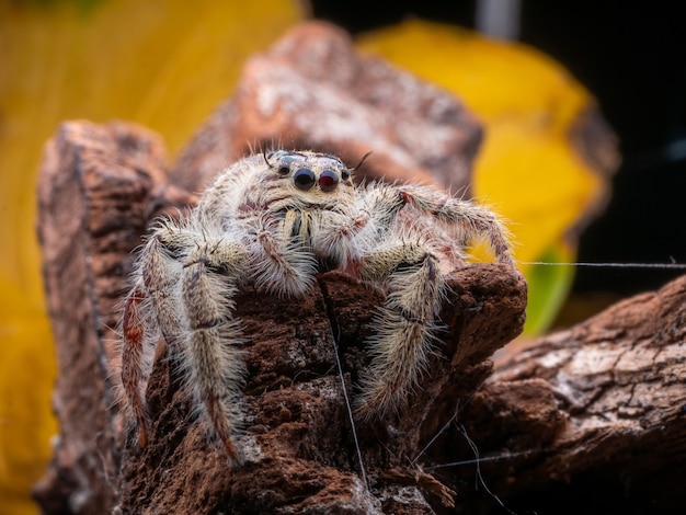 Aranha de salto minúscula bonita com fundo colorido da fotografia macro.