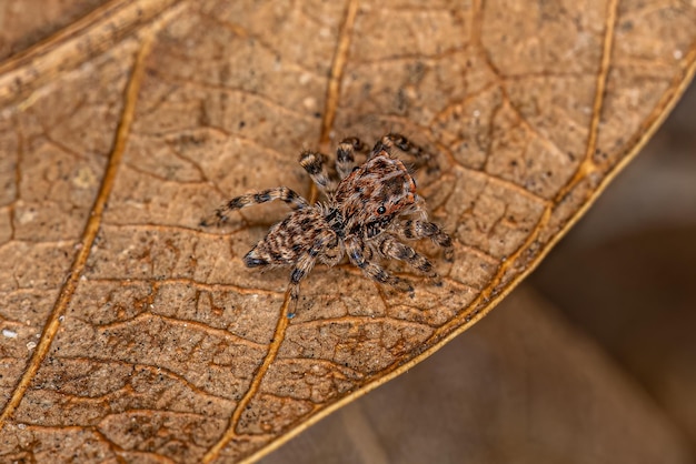 Aranha de Salto Pequena