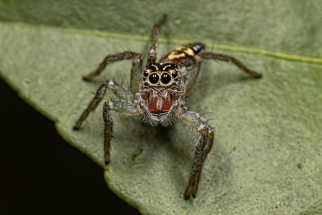 Aranha de Salto Pequena