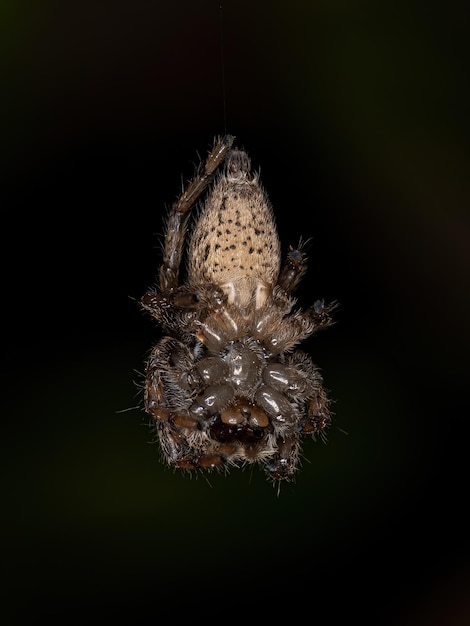 Aranha de Salto Pequena