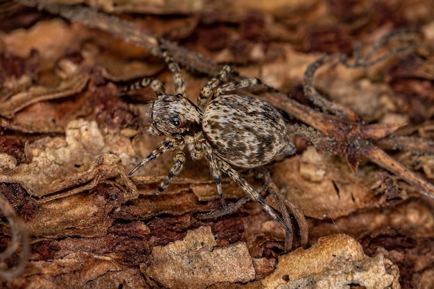 Aranha de Salto Pequena