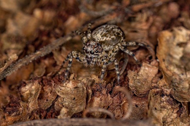 Aranha de Salto Pequena