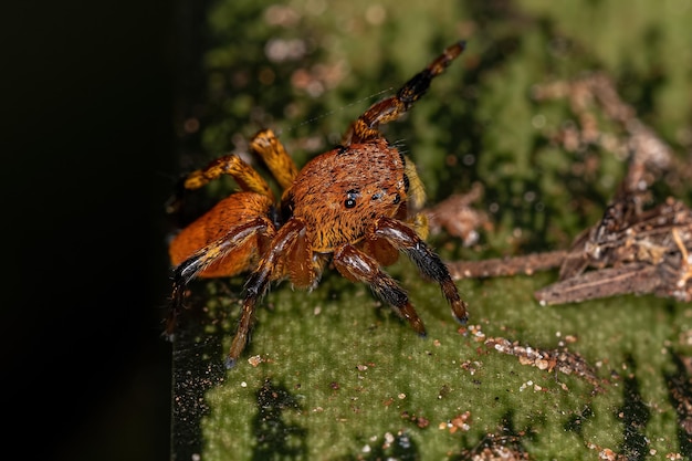 Aranha de Salto Pequena