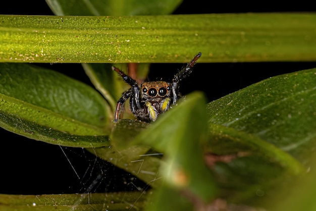 Aranha de Salto Pequena