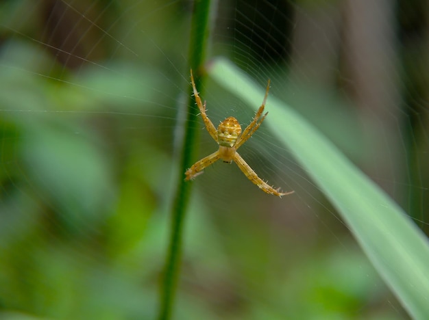 aranha descansando na teia de aranha na floresta