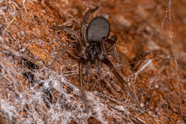 Aranha doméstica do sul fêmea