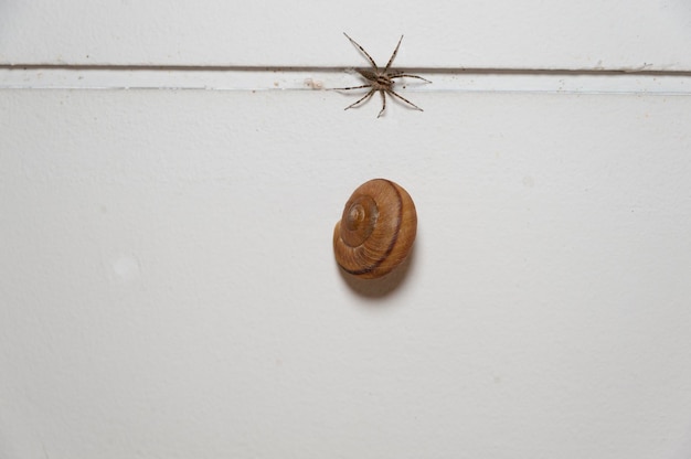 Aranha e caracol closeup