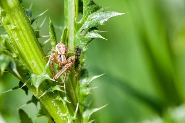 Aranha e presa