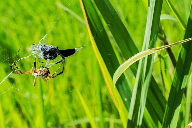 Foto aranha e sua rapina no spiderweb com fundo do campo.