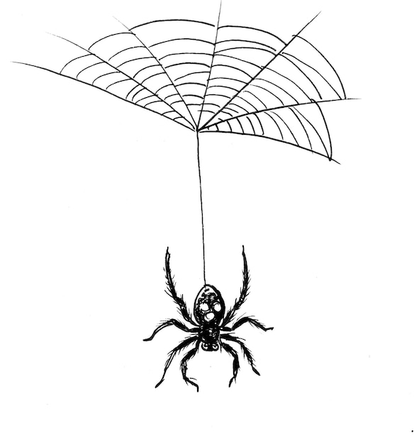 Foto aranha e teia de aranha. desenho de tinta preto e branco