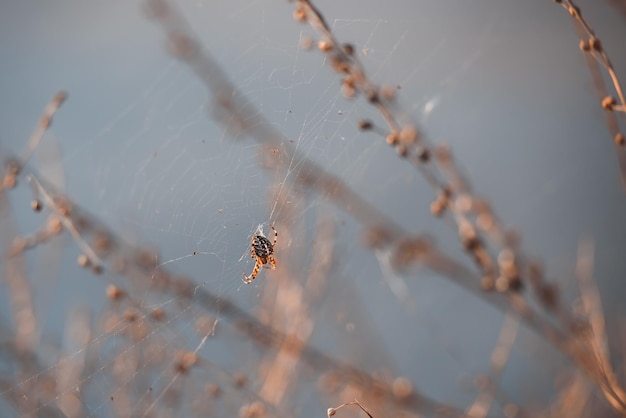 Aranha e teia em uma planta seca