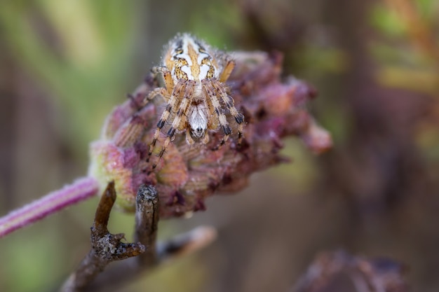 Aranha em seu ambiente natural.