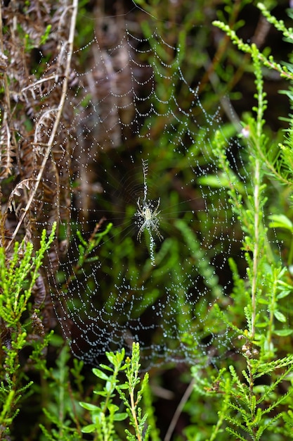 Aranha em sua macro fotografia da vida selvagem coberta por gotas de chuva