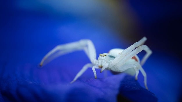 Aranha em uma postura defensiva em uma pétala de flor