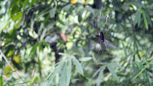 Foto aranha em uma teia de aranha com um fundo de natureza.