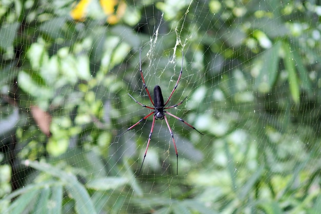 Aranha em uma teia de aranha com um fundo de natureza.