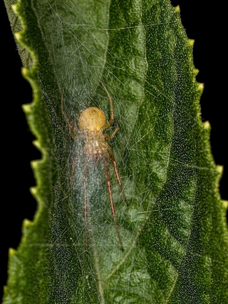 Aranha Entelegina Pequena