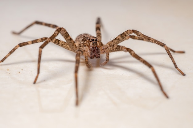 Aranha errante fêmea adulta do gênero Nothroctenus