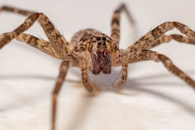 Aranha errante fêmea adulta do gênero Nothroctenus