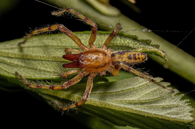 Aranha fantasma macho adulto