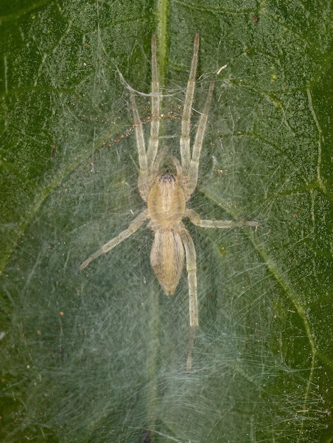 Aranha Fantasma Pequena