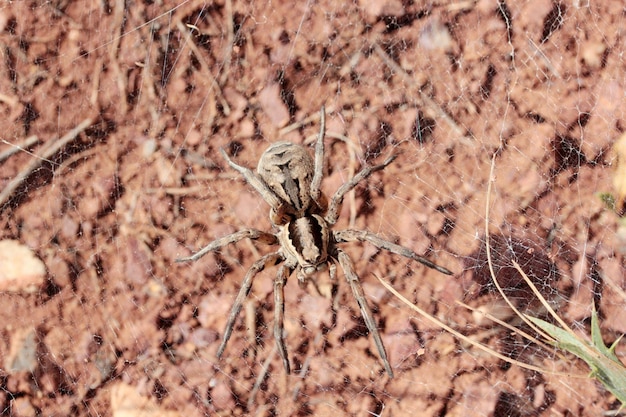 Aranha grande na natureza