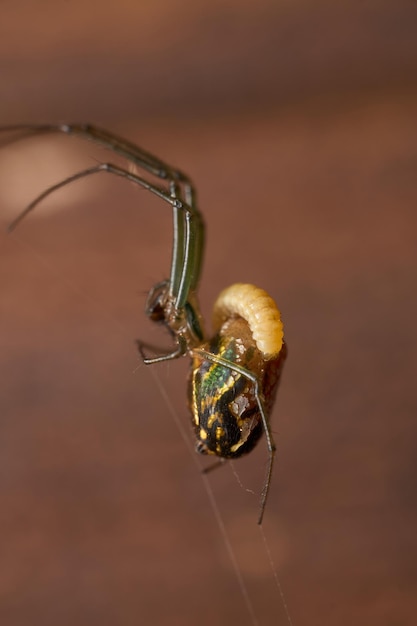 Aranha Leucauge parasitada por uma vespa em seu abdômen a larva