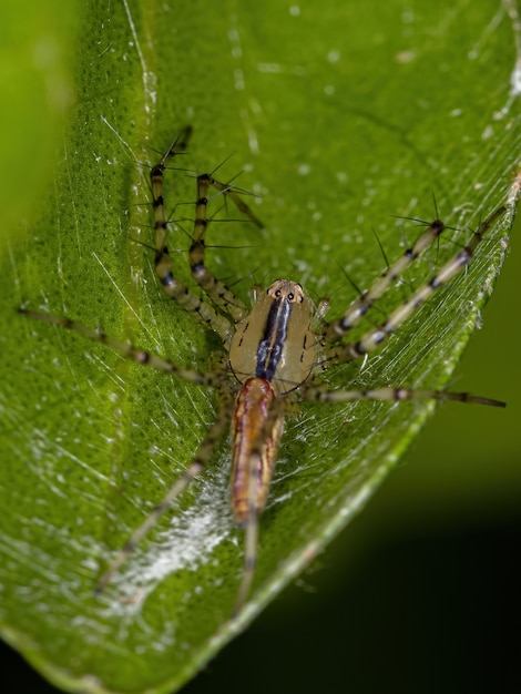 Aranha lince adulta da espécie Peucetia rubrolineata