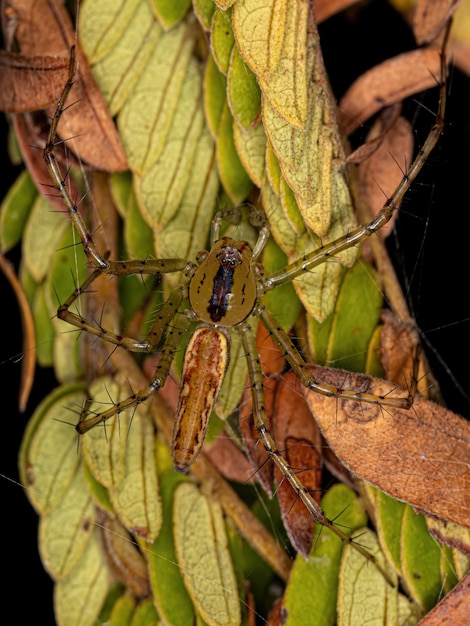 Aranha lince adulto