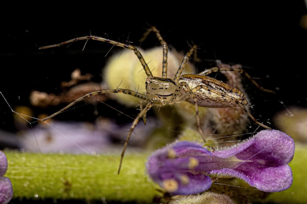 Aranha Lince Adulto