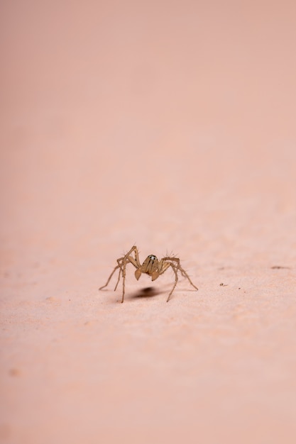 Aranha lince do gênero Oxyopes