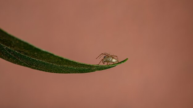 Aranha lince do gênero Oxyopes