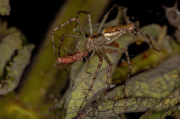 Aranha lince fêmea adulta atacando um inseto de planta sem cheiro