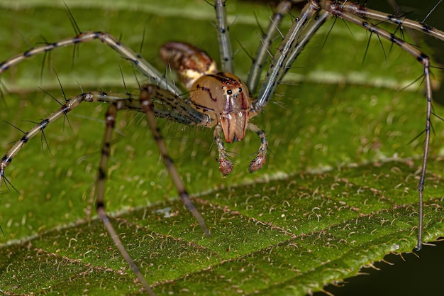 Aranha Lince Macho Adulto