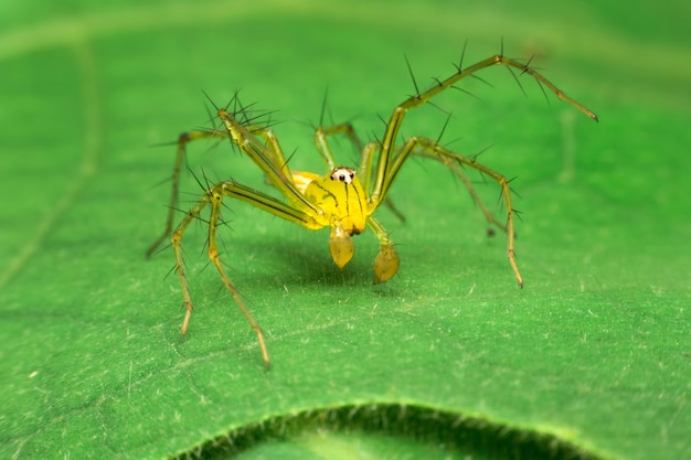 Aranha lince no fundo da folha