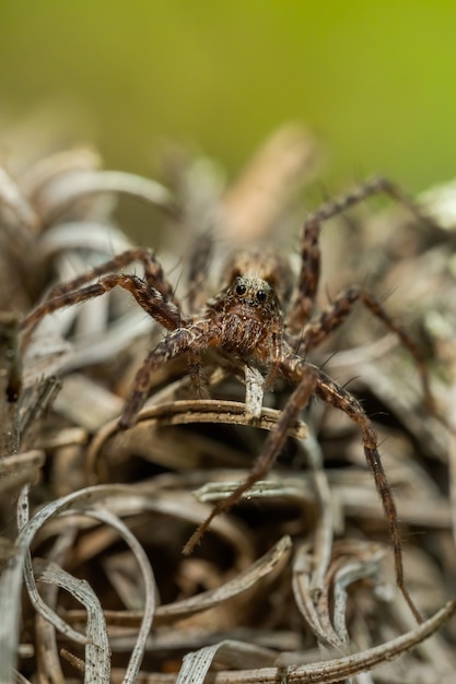 Foto aranha-lobo (acantholycosa lignaria) sentada em uma rocha