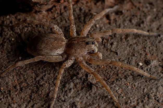 Foto aranha-lobo da família lycosidae