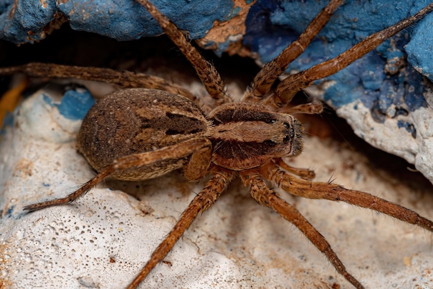 Aranha Lobo Pequena