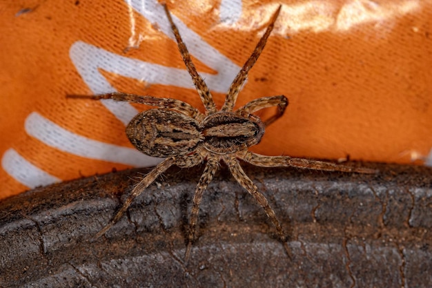 Aranha Lobo Pequena