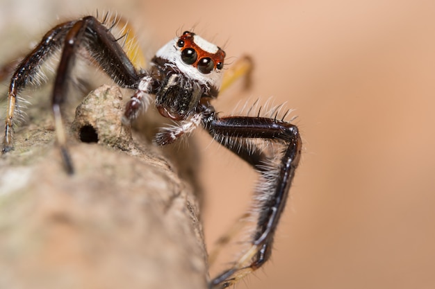 Aranha macro em um galho de uma folha