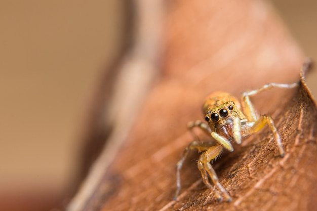 Aranha macro na folha seca