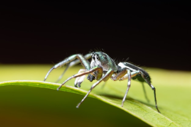 Aranha macro na folha verde