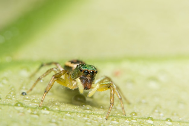 Aranha macro na folha