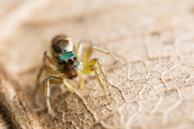 Aranha macro na folha