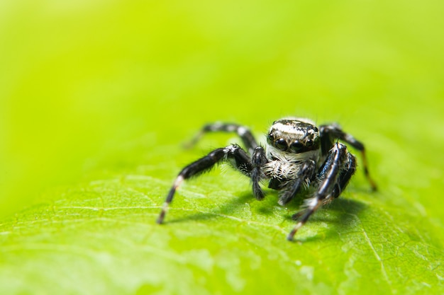 Aranha macro na folha