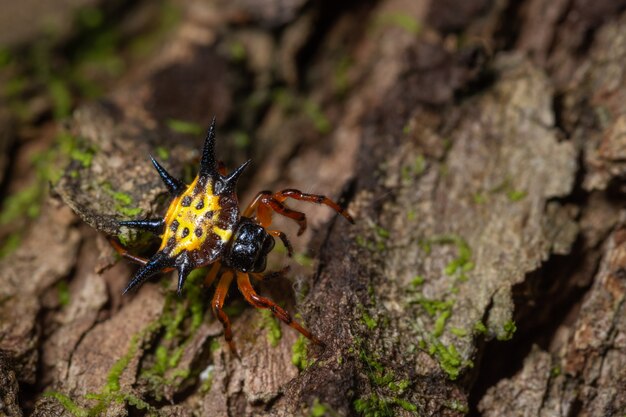 Aranha macro na folha