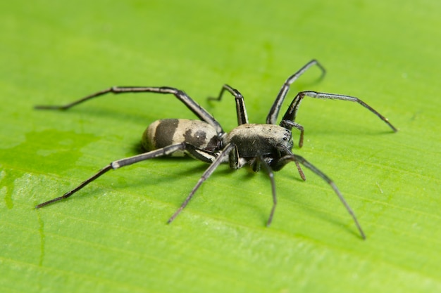 Aranha macro na folha