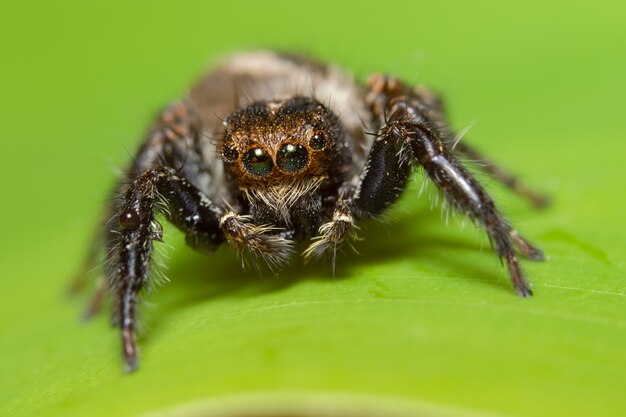 Aranha macro na folha