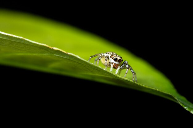 Aranha macro na folha